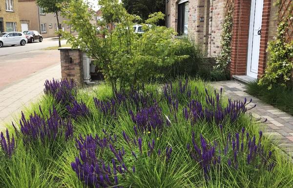 Natuurlijke voortuin met siergrassen en paarse vaste planten